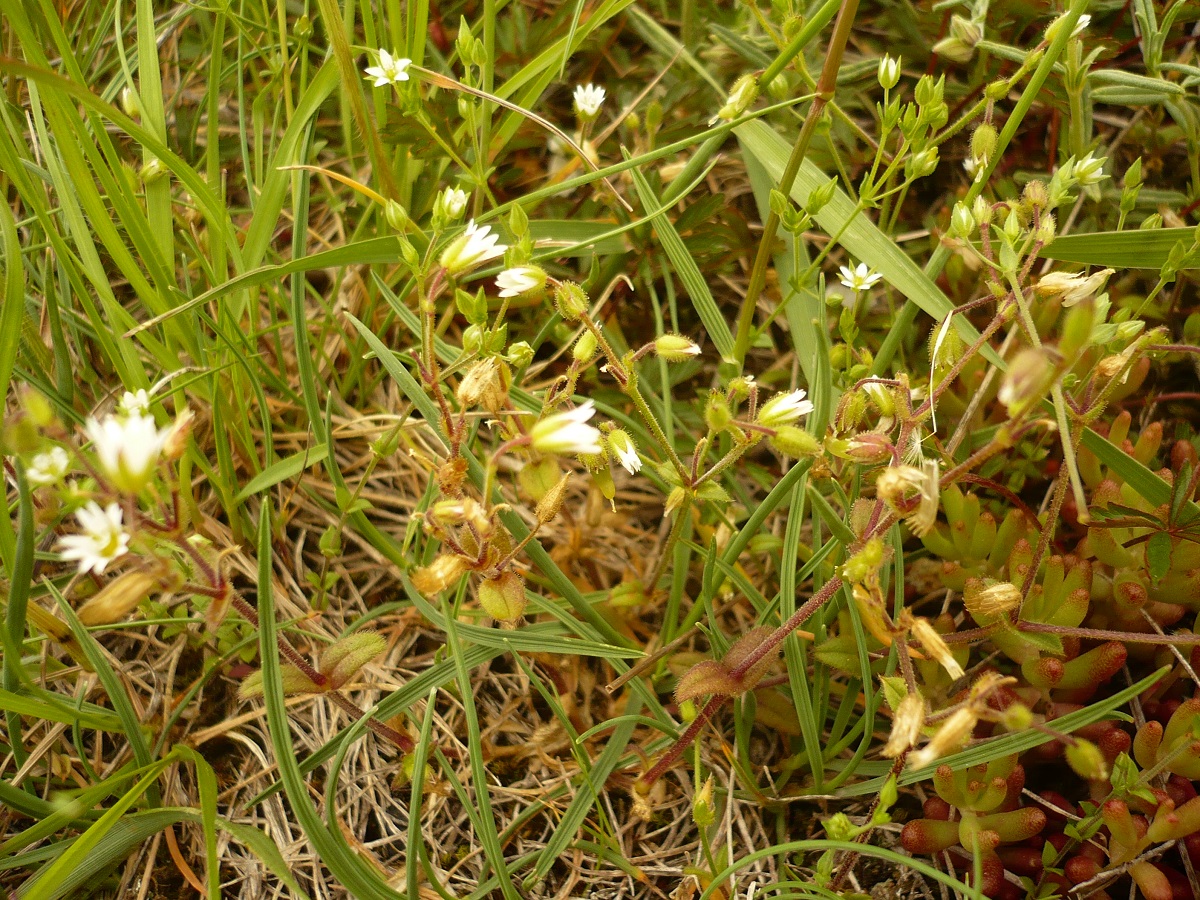 Cerastium pumilum (Caryophyllaceae)